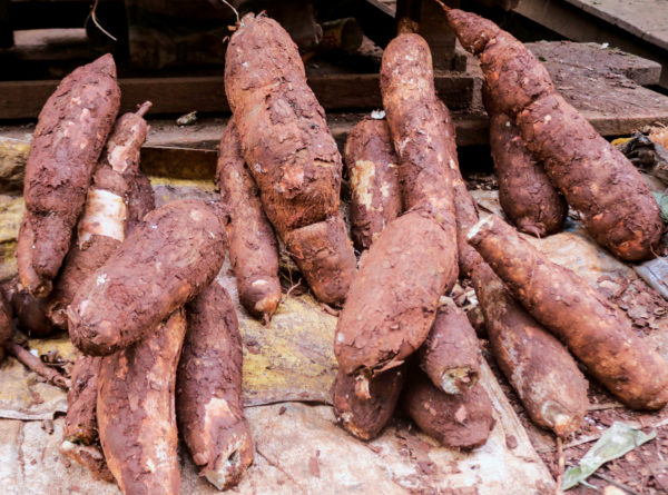 Manioc